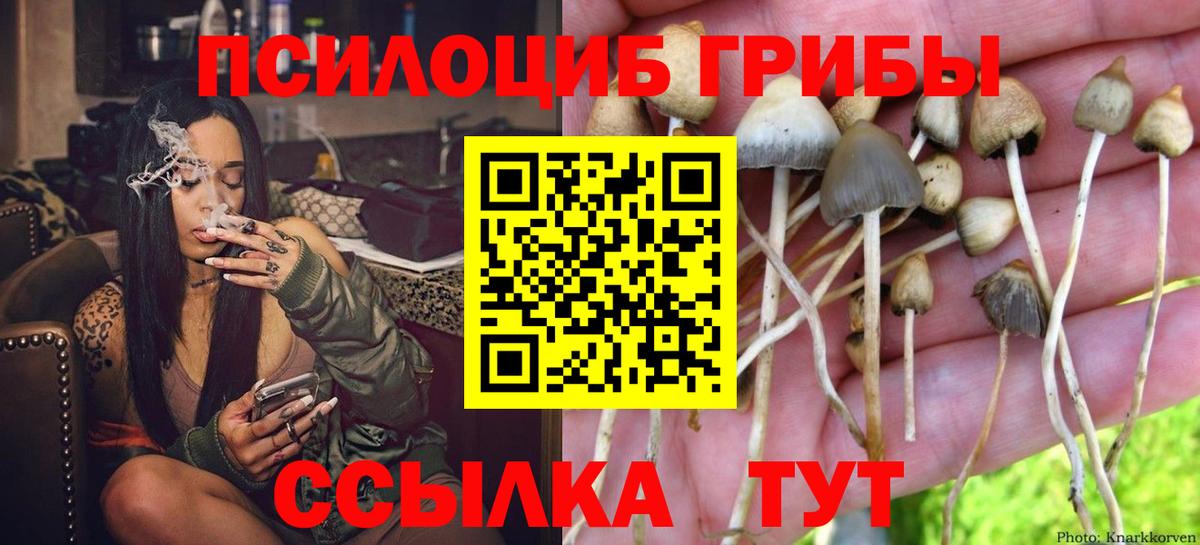 Псилоцибиновые грибы Cubensis Александров
